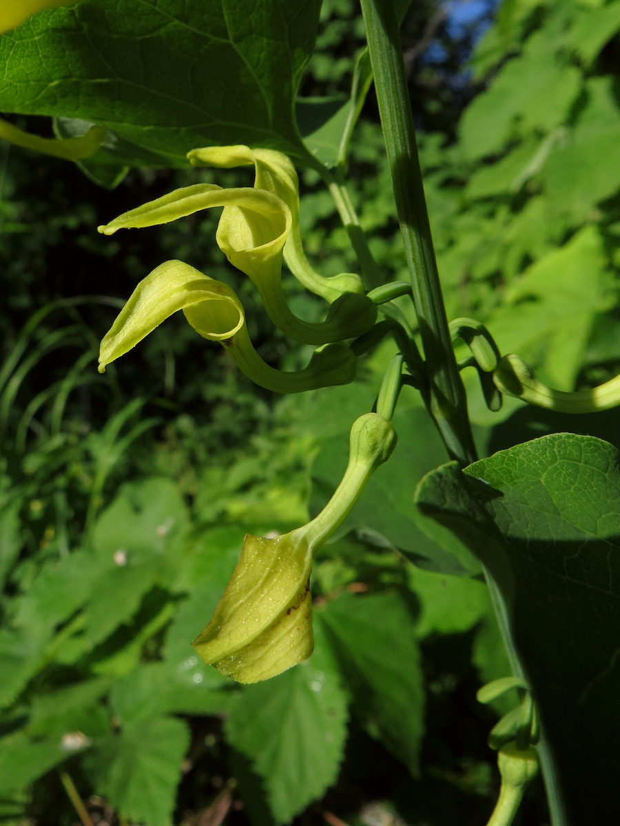 Изображение особи Aristolochia clematitis.