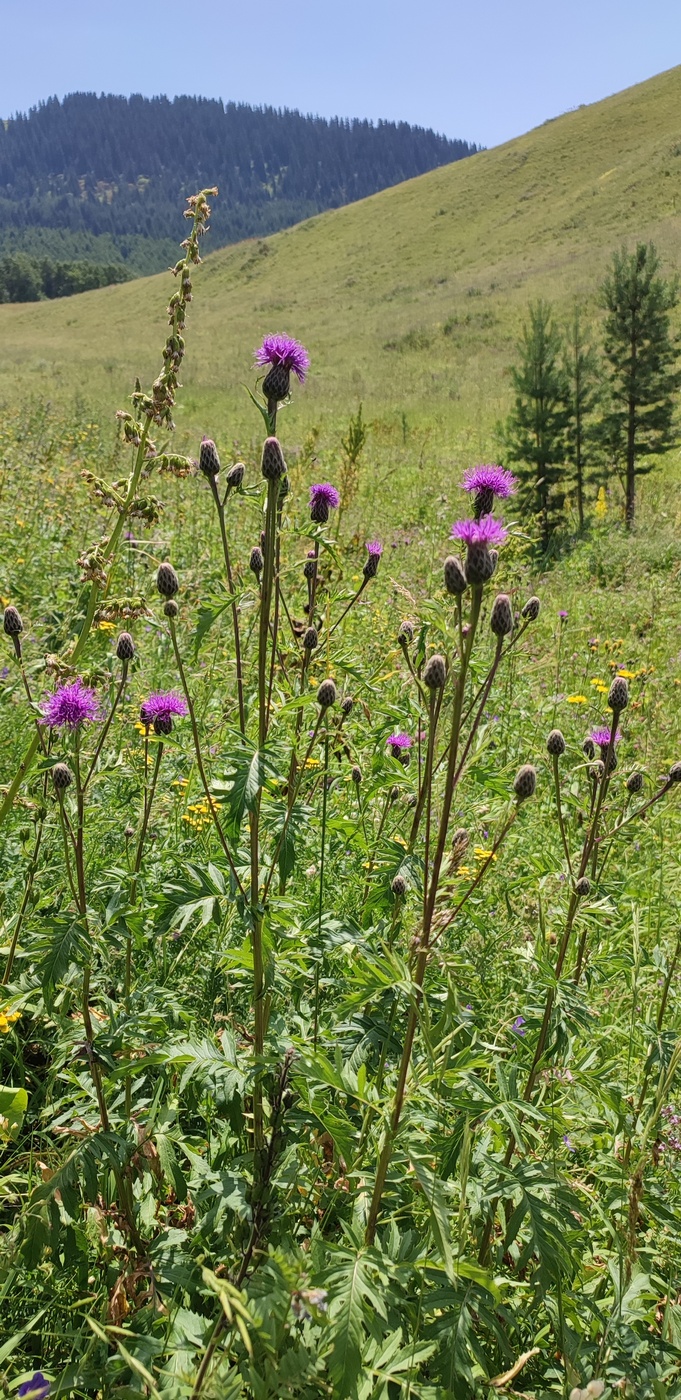 Изображение особи Serratula coronata.