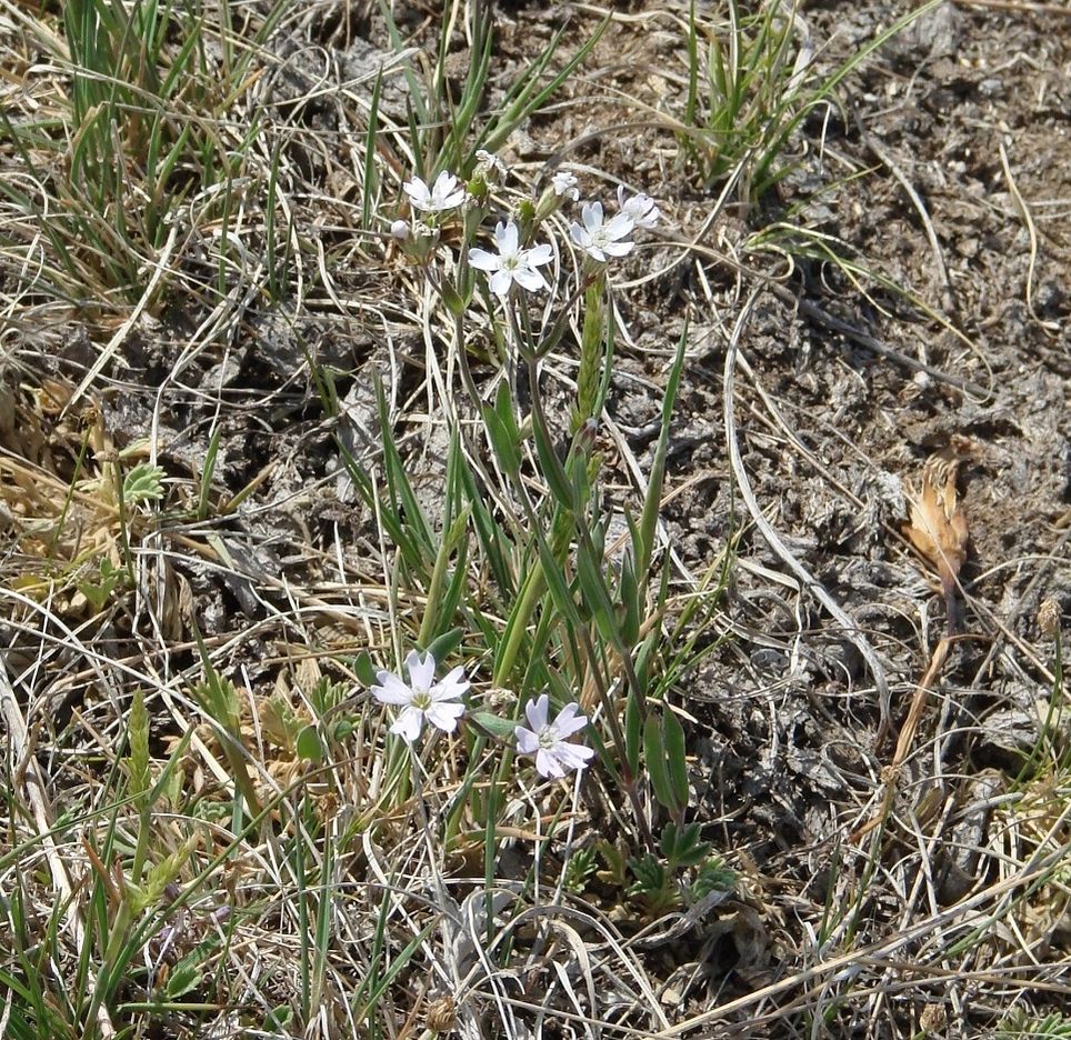 Image of Lychnis sibirica specimen.