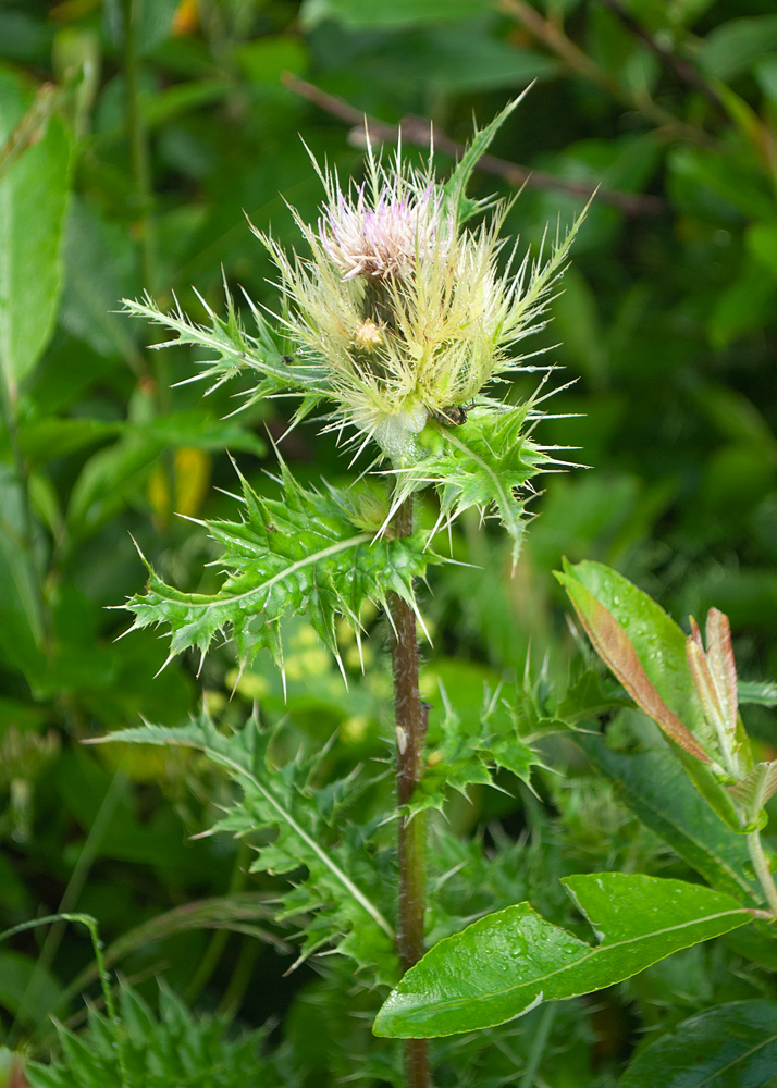 Изображение особи Cirsium obvallatum.