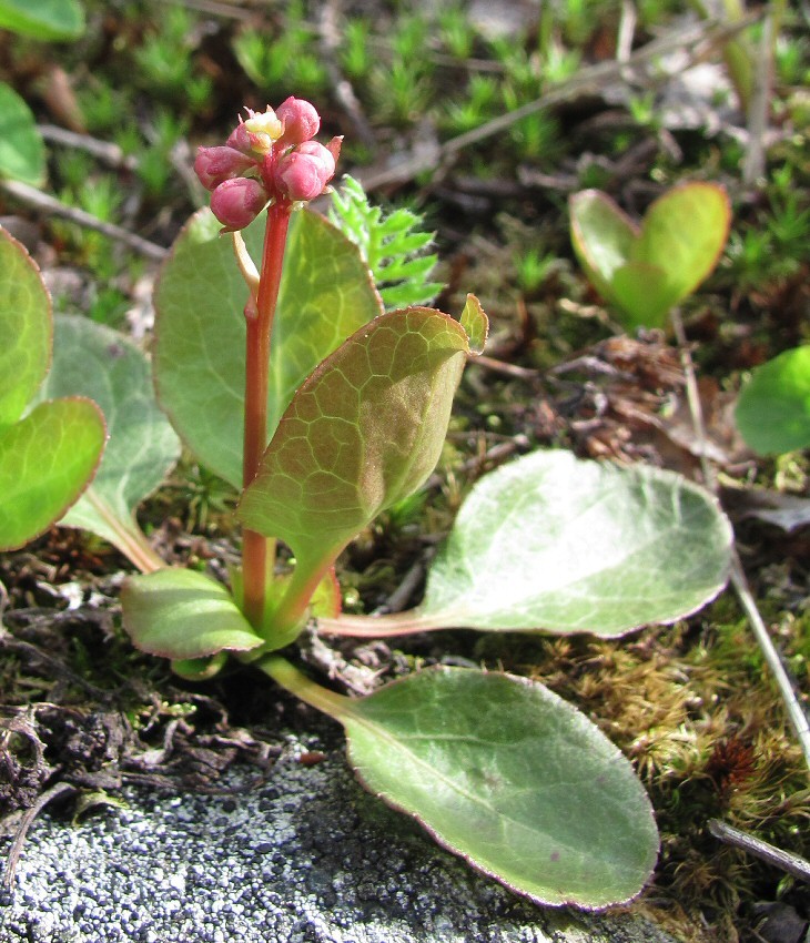 Image of Pyrola minor specimen.