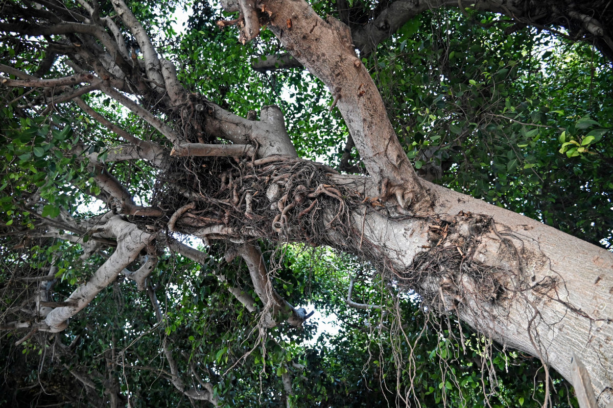 Image of Ficus microcarpa specimen.