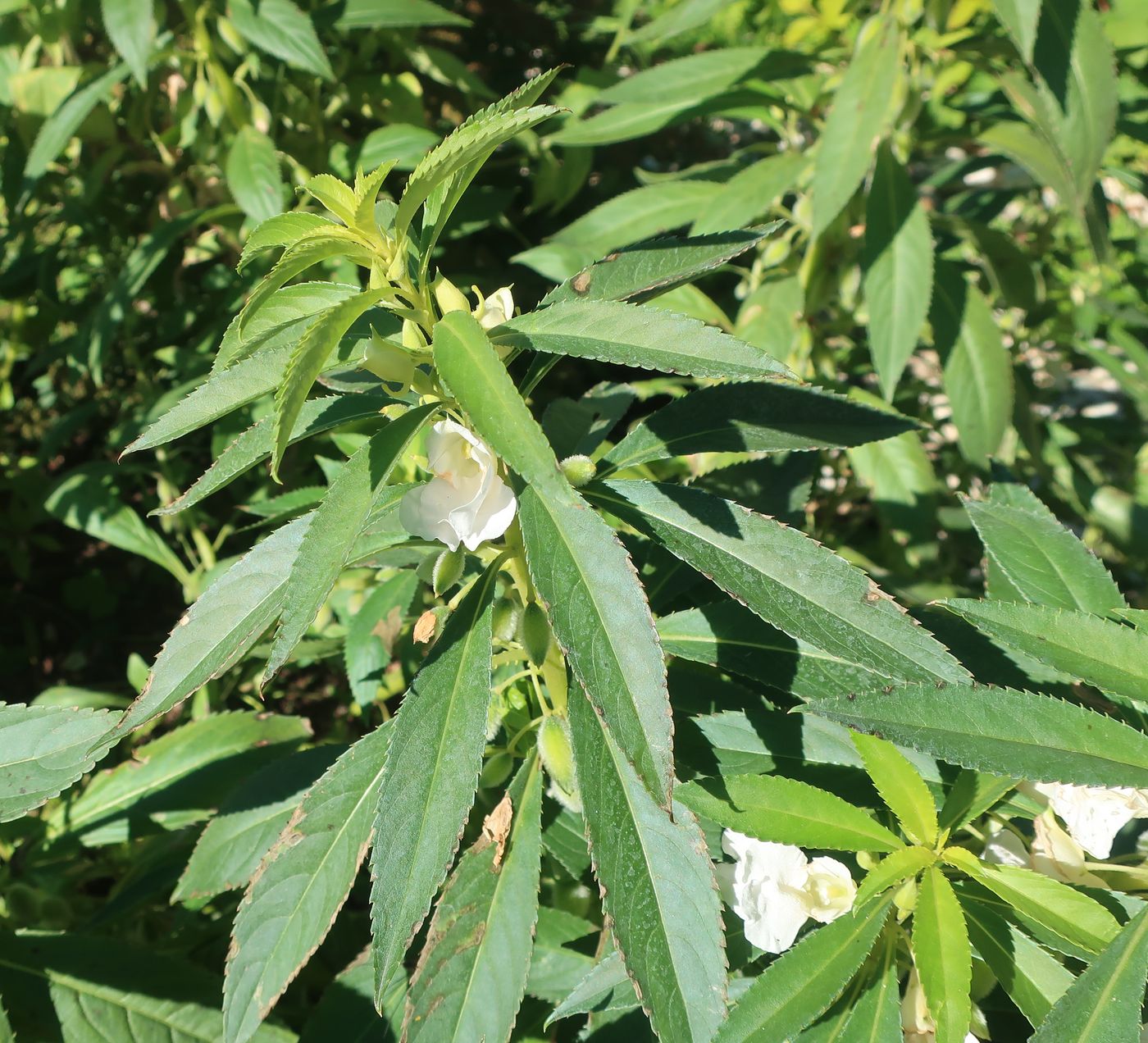 Image of Impatiens balsamina specimen.