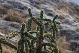 genus Cylindropuntia