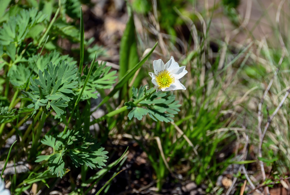 Image of Callianthemum sajanense specimen.