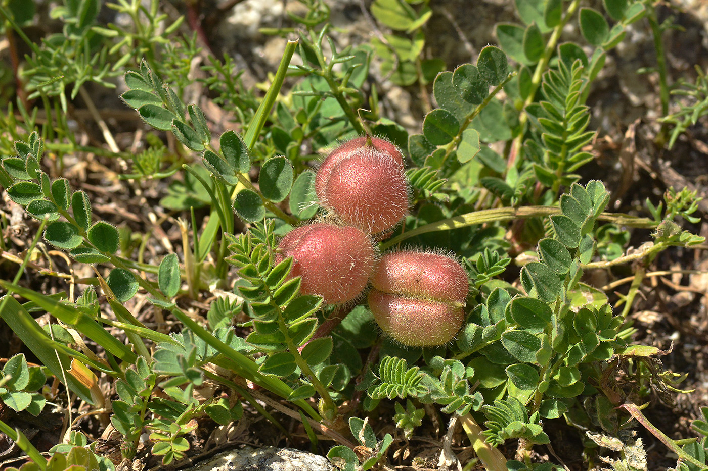 Image of Astragalus oreades specimen.