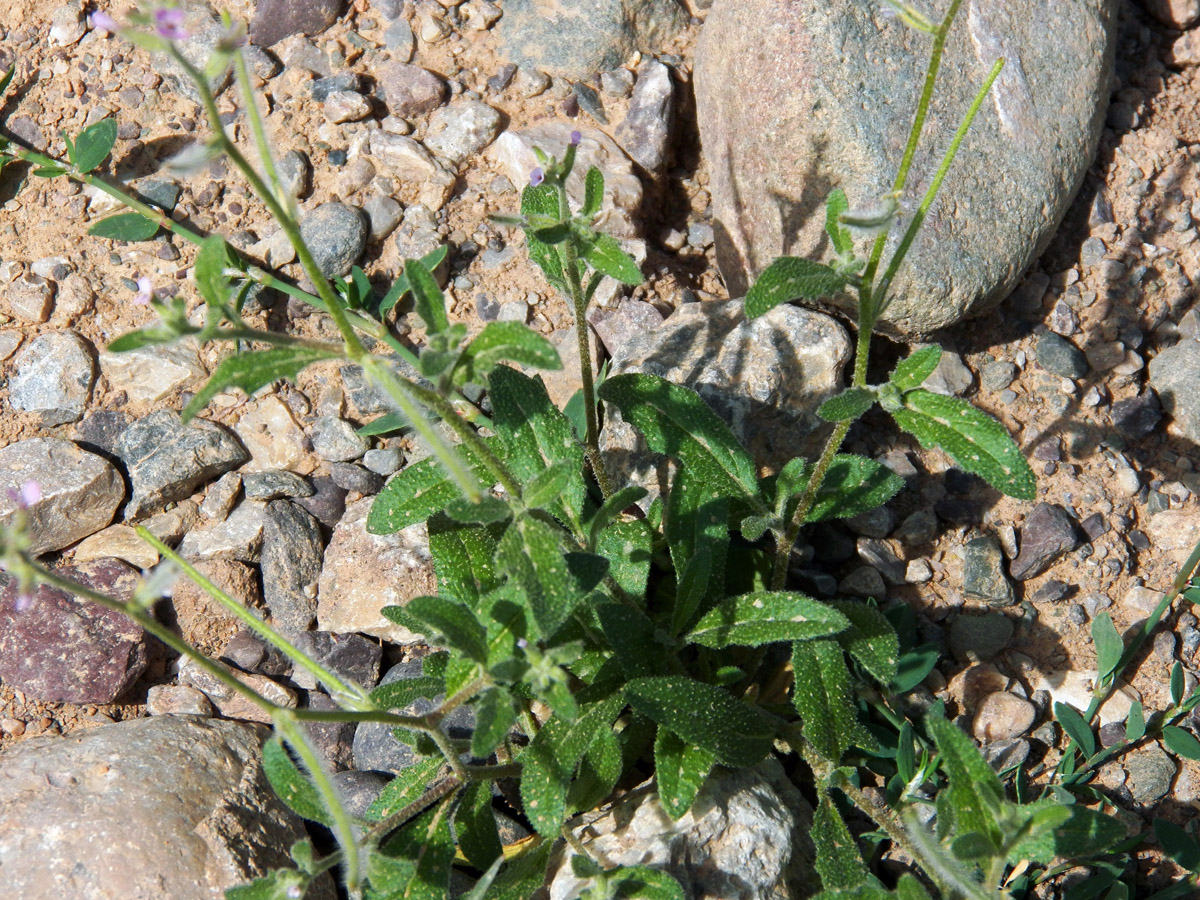 Image of Strigosella africana specimen.