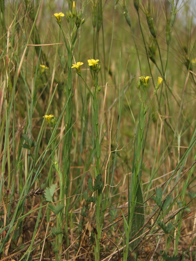 Image of Linum corymbulosum specimen.