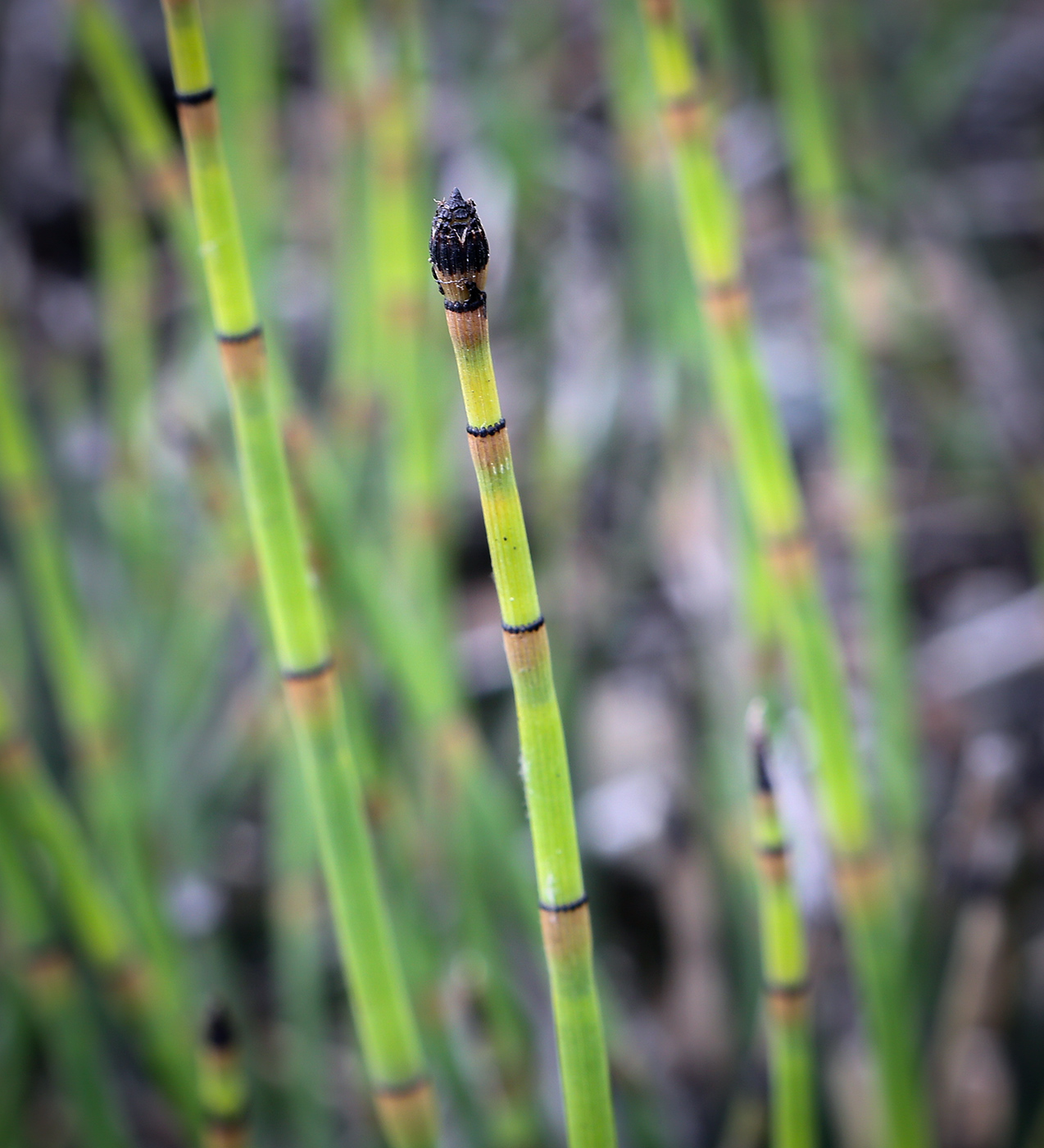 Изображение особи Equisetum hyemale.