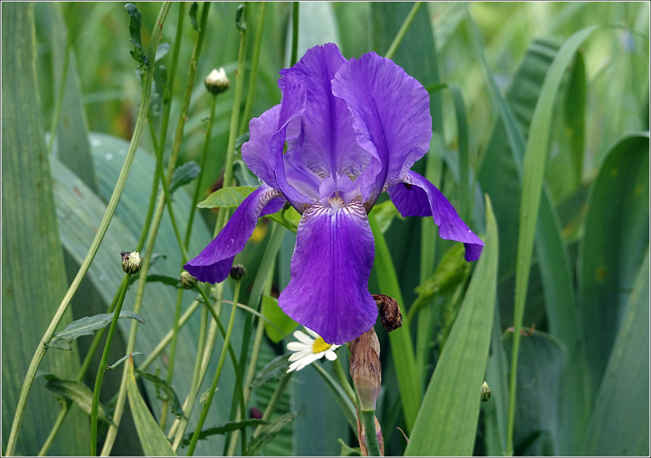 Image of Iris &times; hybrida specimen.