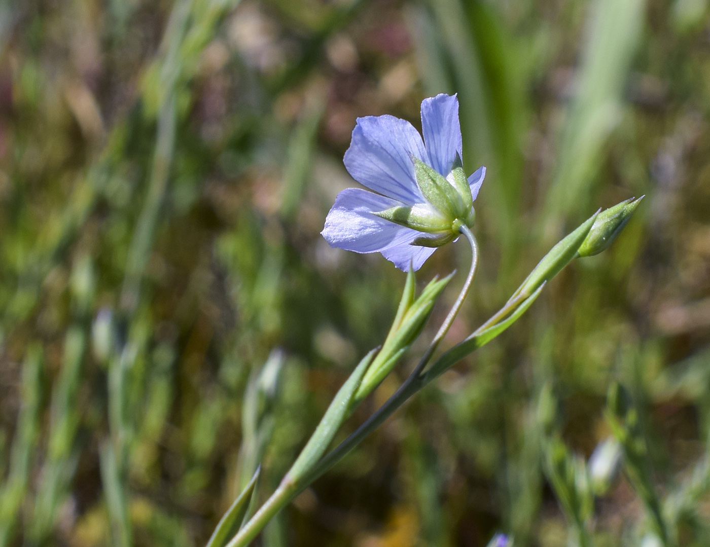 Изображение особи Linum bienne.