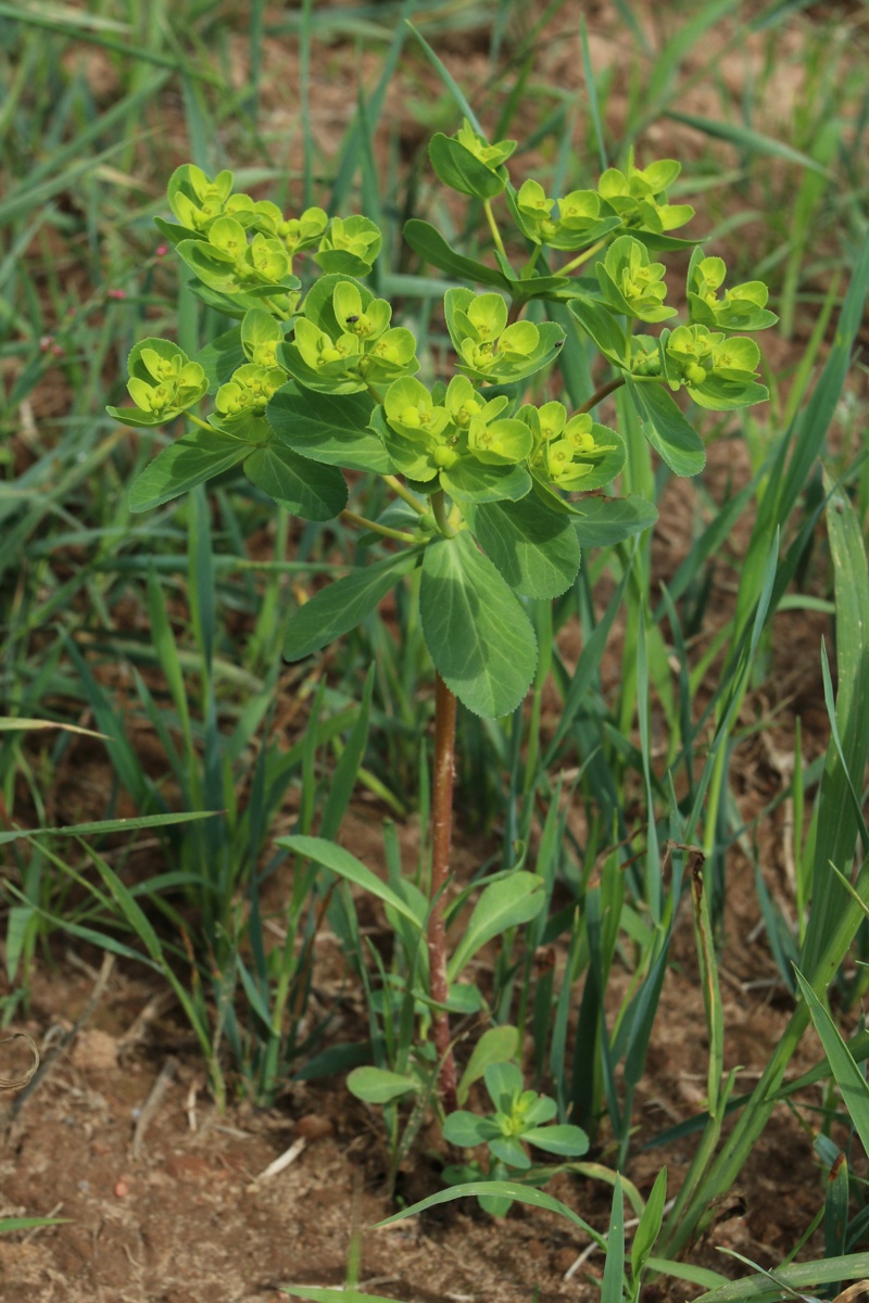 Image of Euphorbia helioscopia specimen.