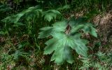 Heracleum dissectum