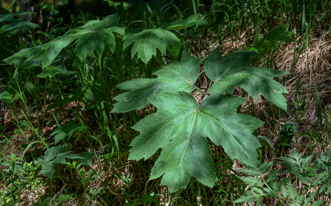 Изображение особи Heracleum dissectum.