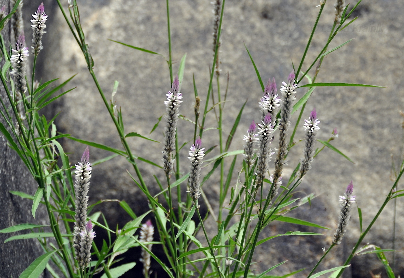 Image of genus Celosia specimen.