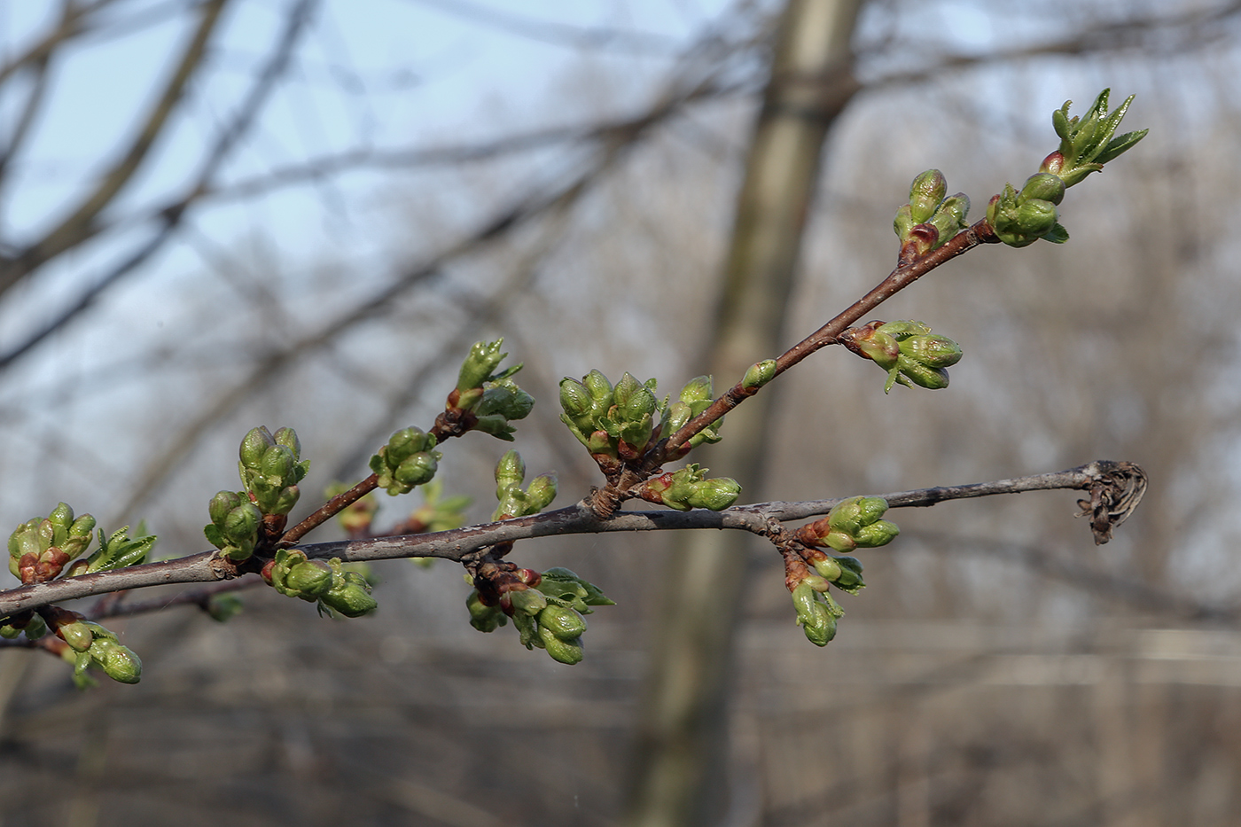 Изображение особи семейство Rosaceae.