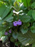 Смотреть изображение Glechoma hederacea