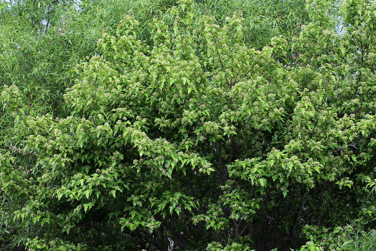 Image of Acer ginnala specimen.