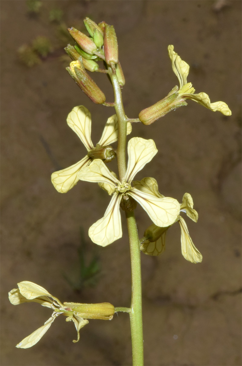 Image of Eruca sativa specimen.