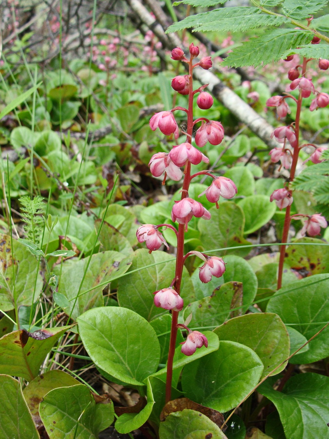 Изображение особи Pyrola incarnata.