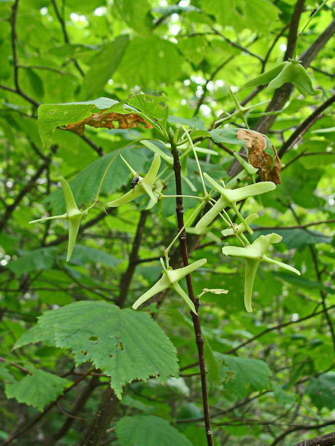 Image of Euonymus macropterus specimen.