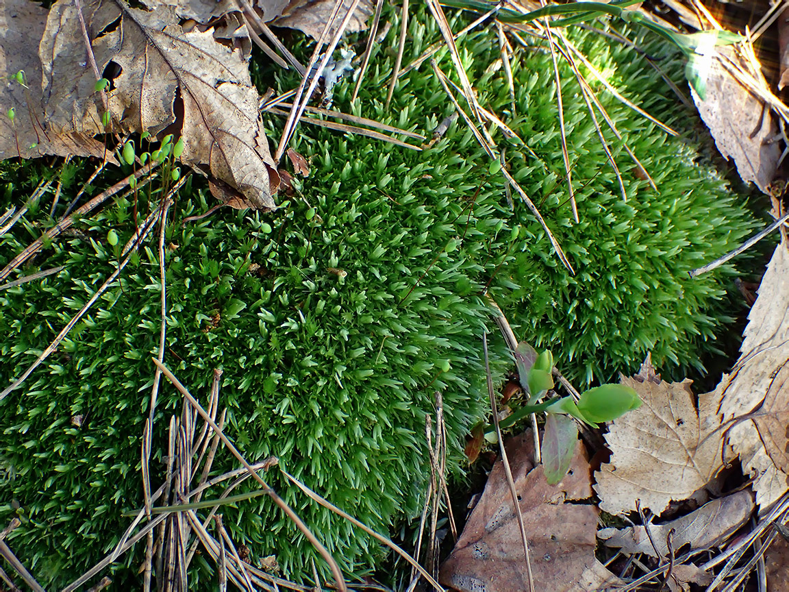 Image of Leucobryum glaucum specimen.