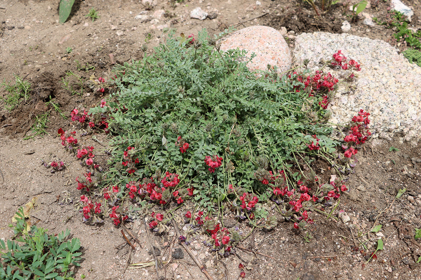 Изображение особи Oxytropis anaulgensis.