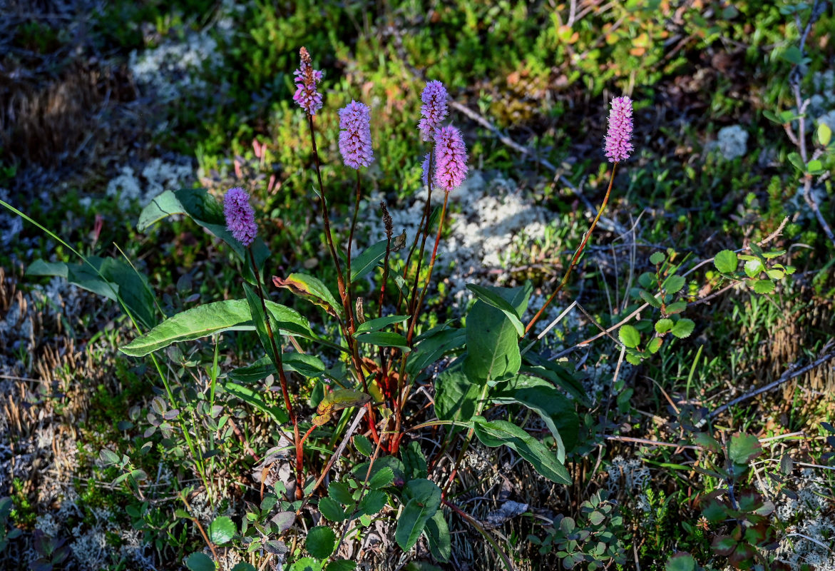 Изображение особи Bistorta officinalis.