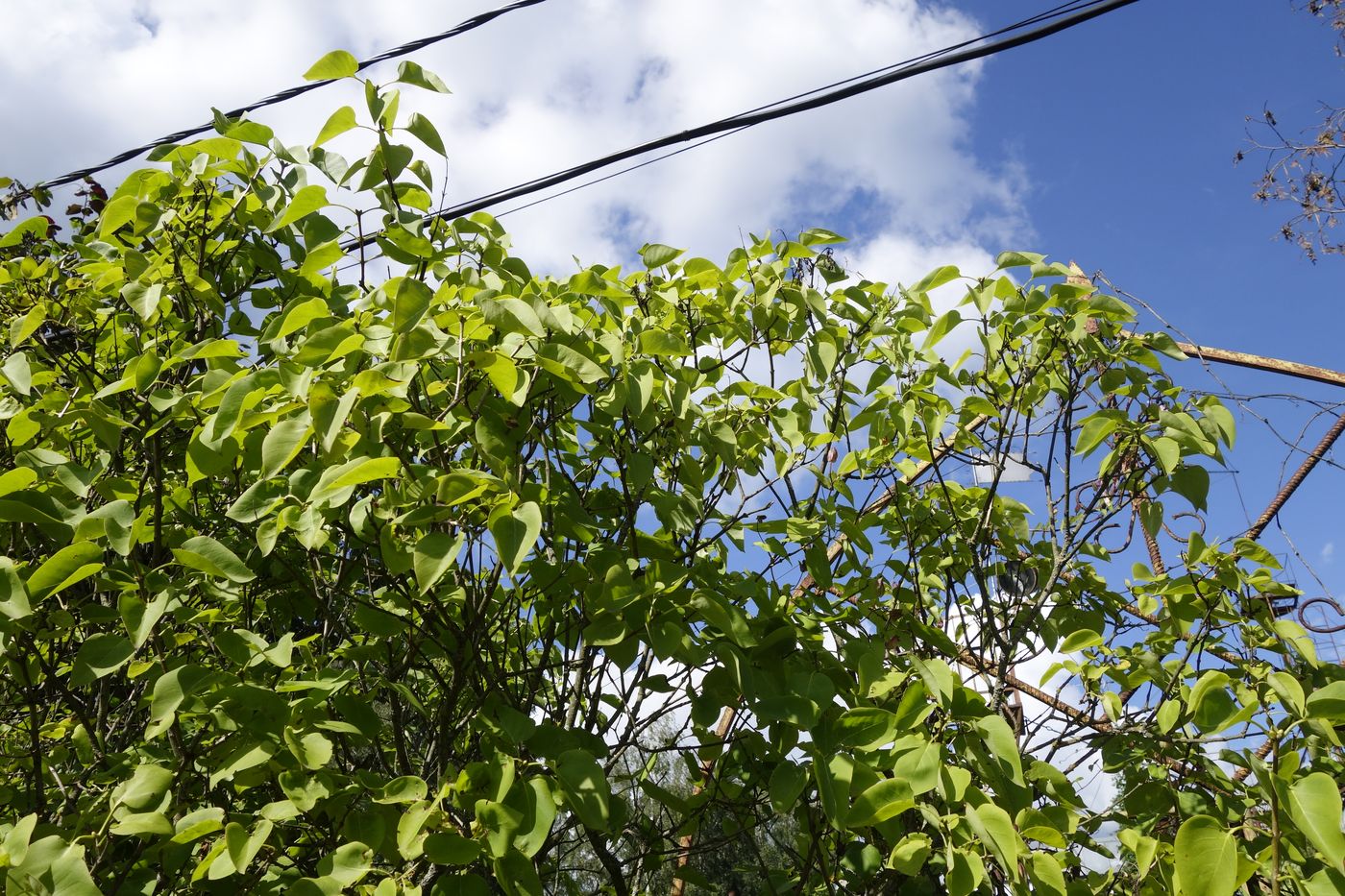 Изображение особи Syringa vulgaris.