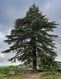 Cedrus deodara