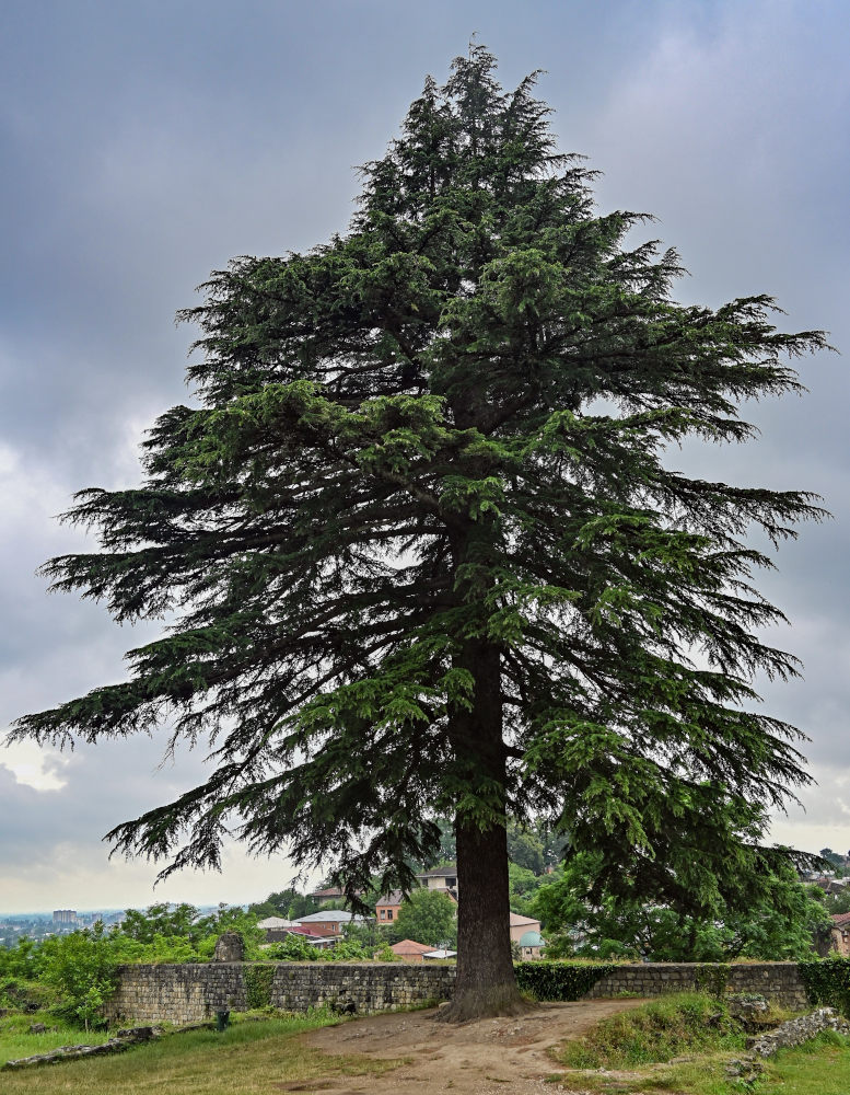 Image of Cedrus deodara specimen.