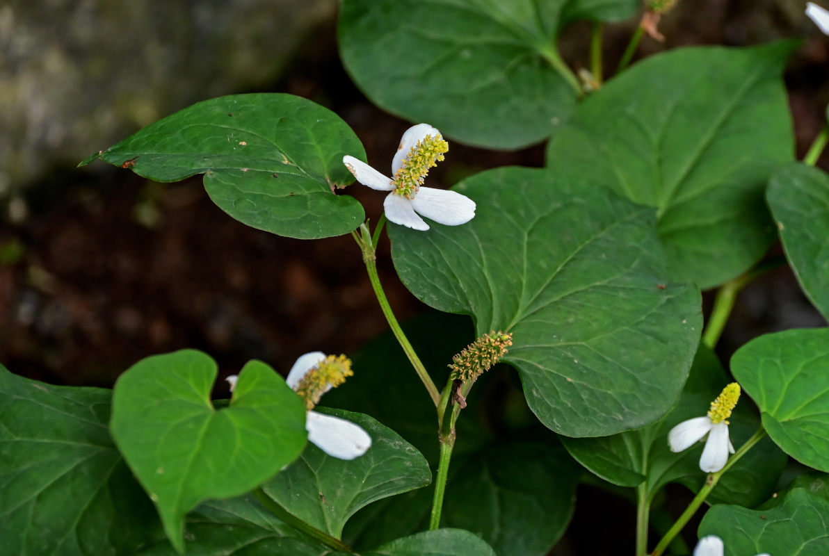 Изображение особи Houttuynia cordata.