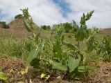 Salvia tesquicola. Зацветающее растение. Краснодарский край, Темрюкский р-н, гора Дубовый Рынок, остепнённый луг. 20.05.2017.