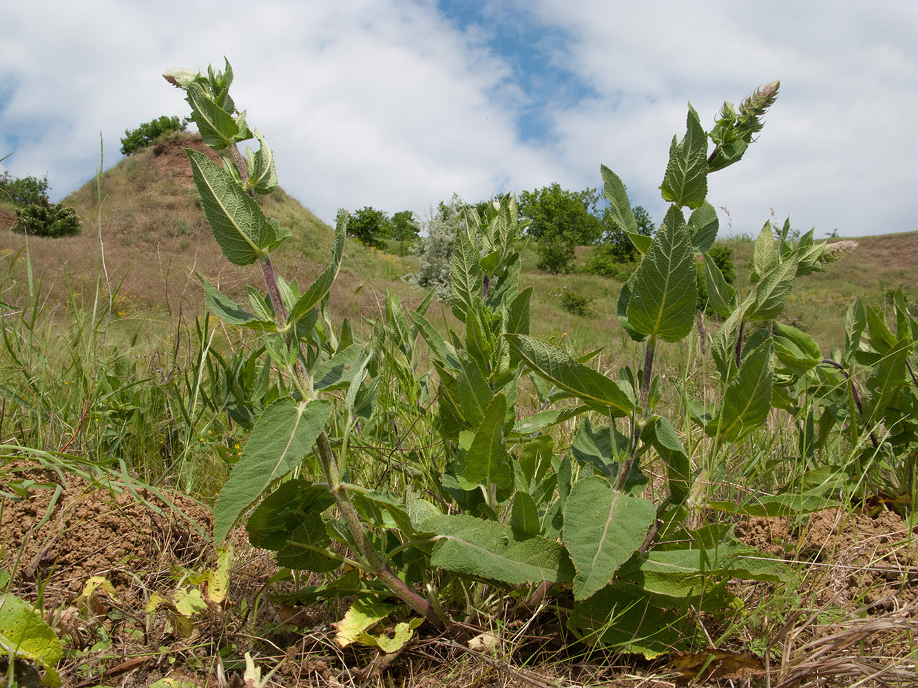 Image of Salvia tesquicola specimen.