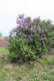 Syringa vulgaris