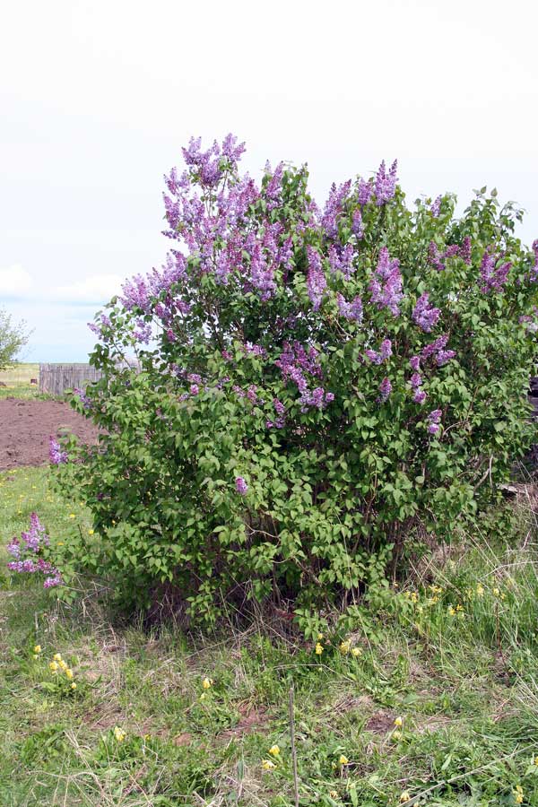 Image of Syringa vulgaris specimen.