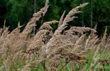 Calamagrostis epigeios. Соплодия (рядом видны сухие соплодия Heracleum). Московская обл., Волоколамский гор. округ, долина р. Каменка, опушка смешанного леса. 17.08.2024.