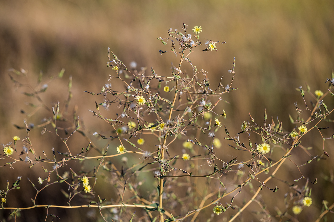 Image of Lactuca serriola specimen.