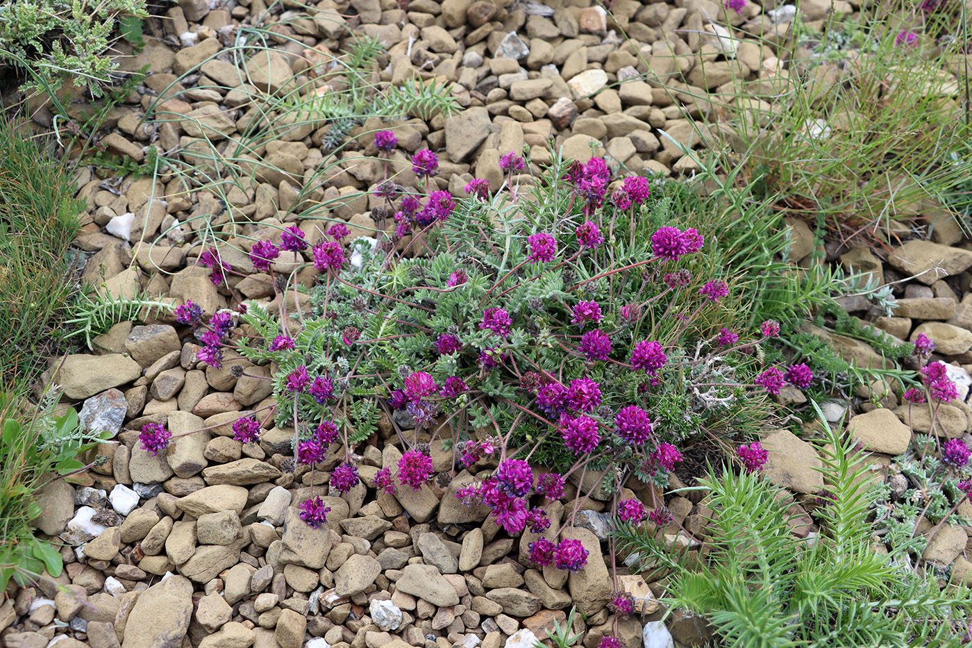 Изображение особи Oxytropis microsphaera.