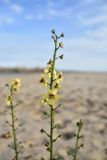 Verbascum blattaria