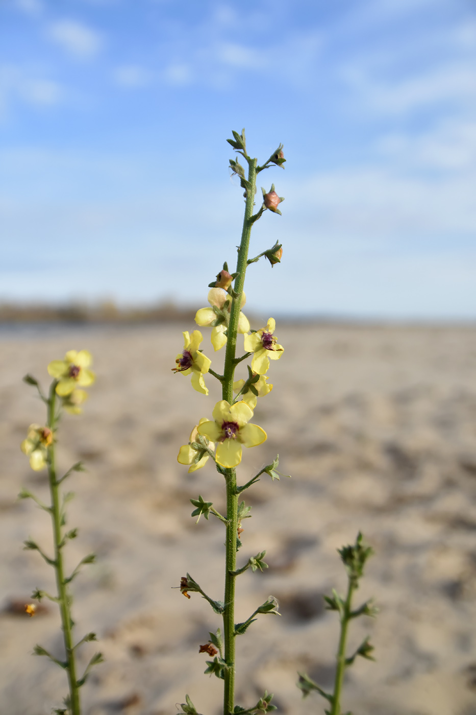 Изображение особи Verbascum blattaria.