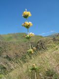 Phlomoides fetisowii. Верхушка цветущего растения. Казахстан, Западный Тянь-Шань, Киргизский хр., ущ. Сугаты, ≈ 1400 м н.у.м., лугово-степной склон вост. экспозиции. 12 июня 2024 г.