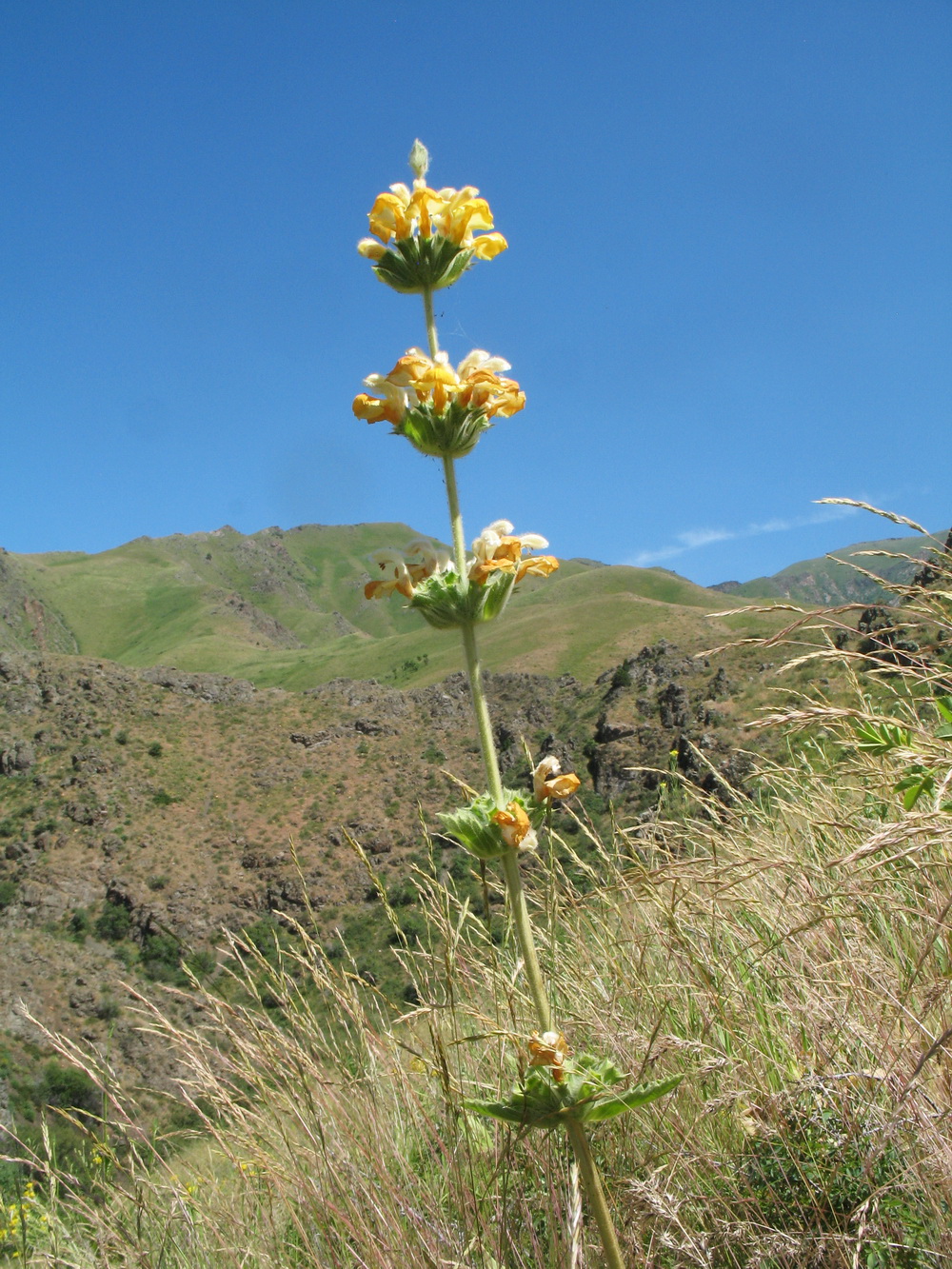 Изображение особи Phlomoides fetisowii.