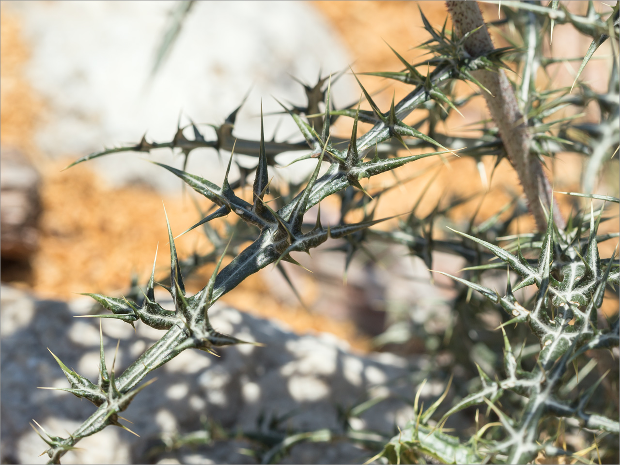 Image of Echinops spinosissimus specimen.