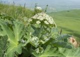 Heracleum leskovii. Верхушка расцветающего растения. Карачаево-Черкесия, Зеленчукский р-н, гора Джисса, ≈ 1600 м н.у.м., на кромке скального обрыва. 14.06.2024.