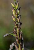 Oenothera biennis