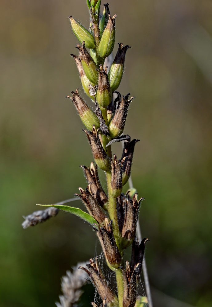 Изображение особи Oenothera biennis.