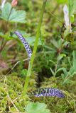 Dactylorhiza psychrophila. Нижняя часть цветущего растения (в сообществе с Rubus chamaemorus и Oxycoccus palustris). Карелия, восточный берег оз. Топозеро, сфагновое болото в окружении соснового леса. 02.07.2024.