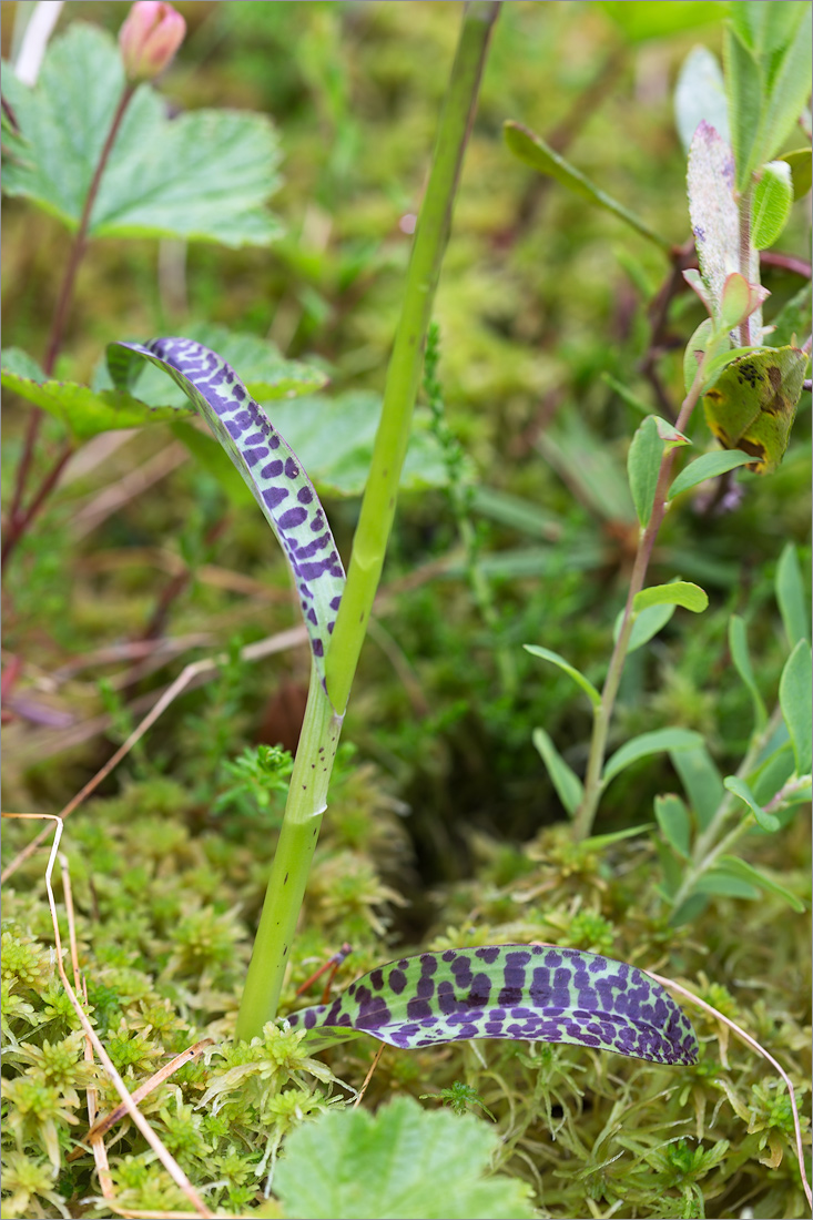 Image of genus Dactylorhiza specimen.