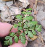 Botrychium multifidum